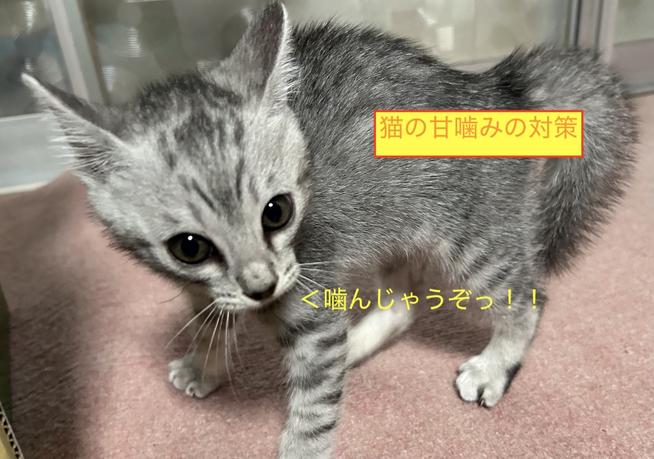 猫の甘噛みの対策のブログ記事のアイキャッチ画像です。