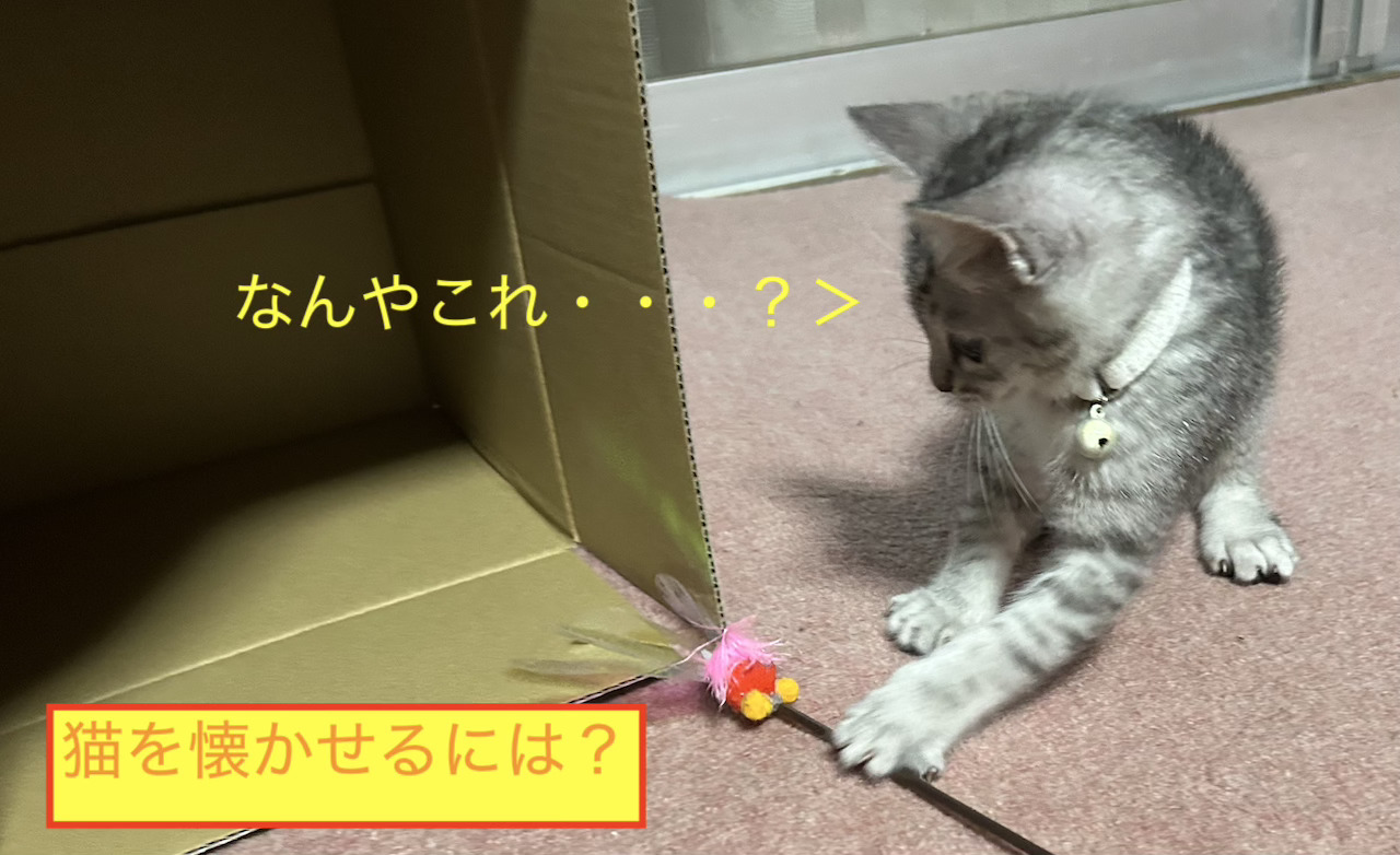 猫を懐かせるには？初めての猫との距離を縮める7つのコツのアイキャッチ画像です。