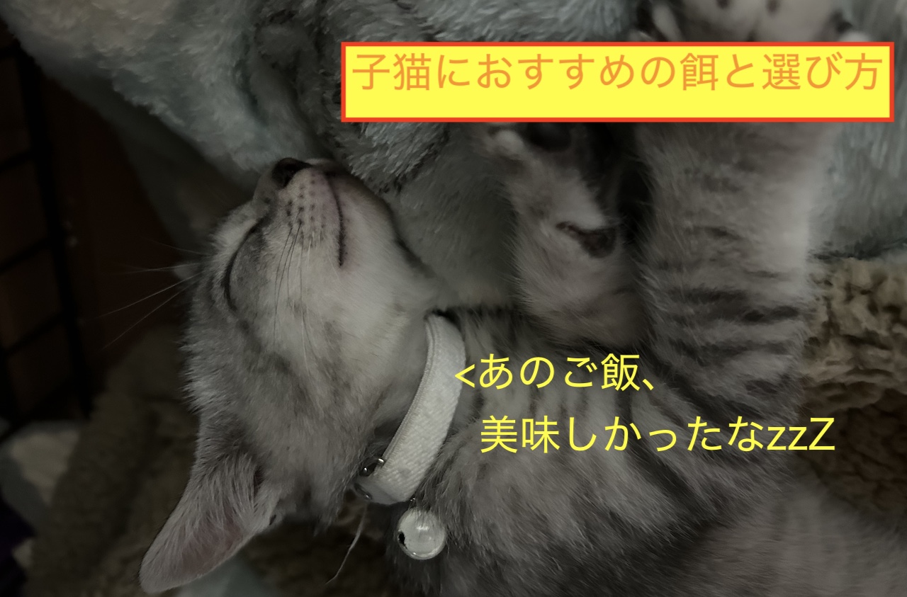 子猫におすすめの餌と選び方のブログ記事のアイキャッチ画像です。