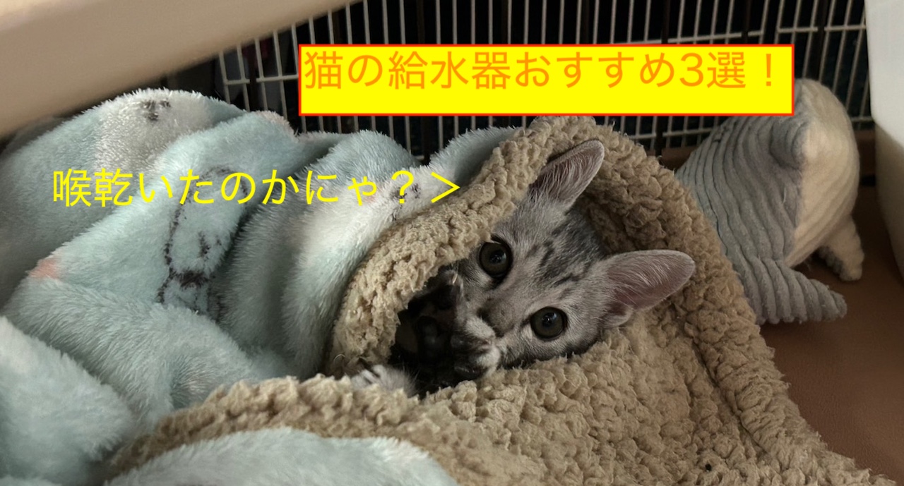【2025年最新版】猫の給水器おすすめ3選！選び方のポイントと使ってみた感想も紹介のブログ記事のアイキャッチ画像です。