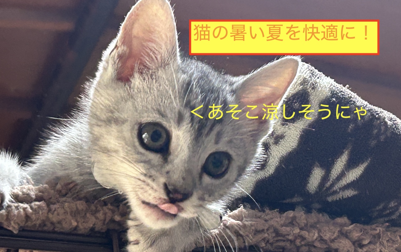 猫の暑い夏を快適に！のブログ記事アイキャッチ画像です。