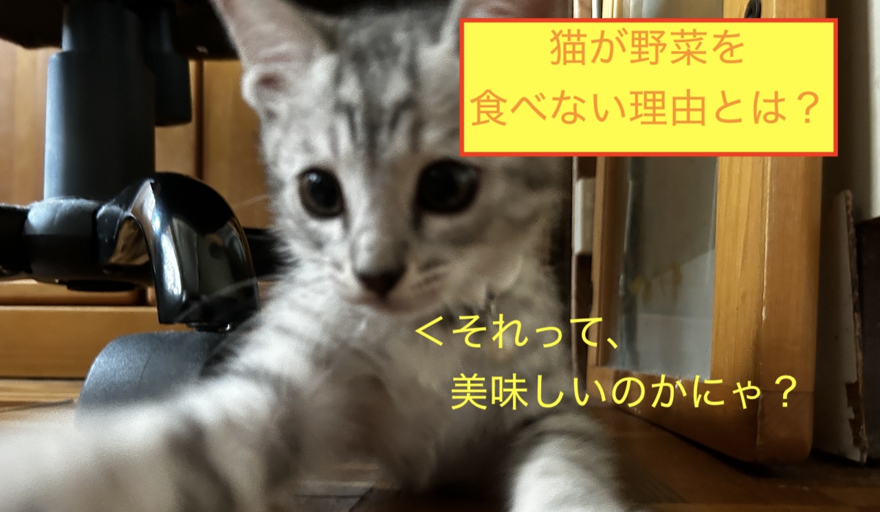 猫が野菜を食べない理由とは？のブログ記事のアイキャッチ画像です。