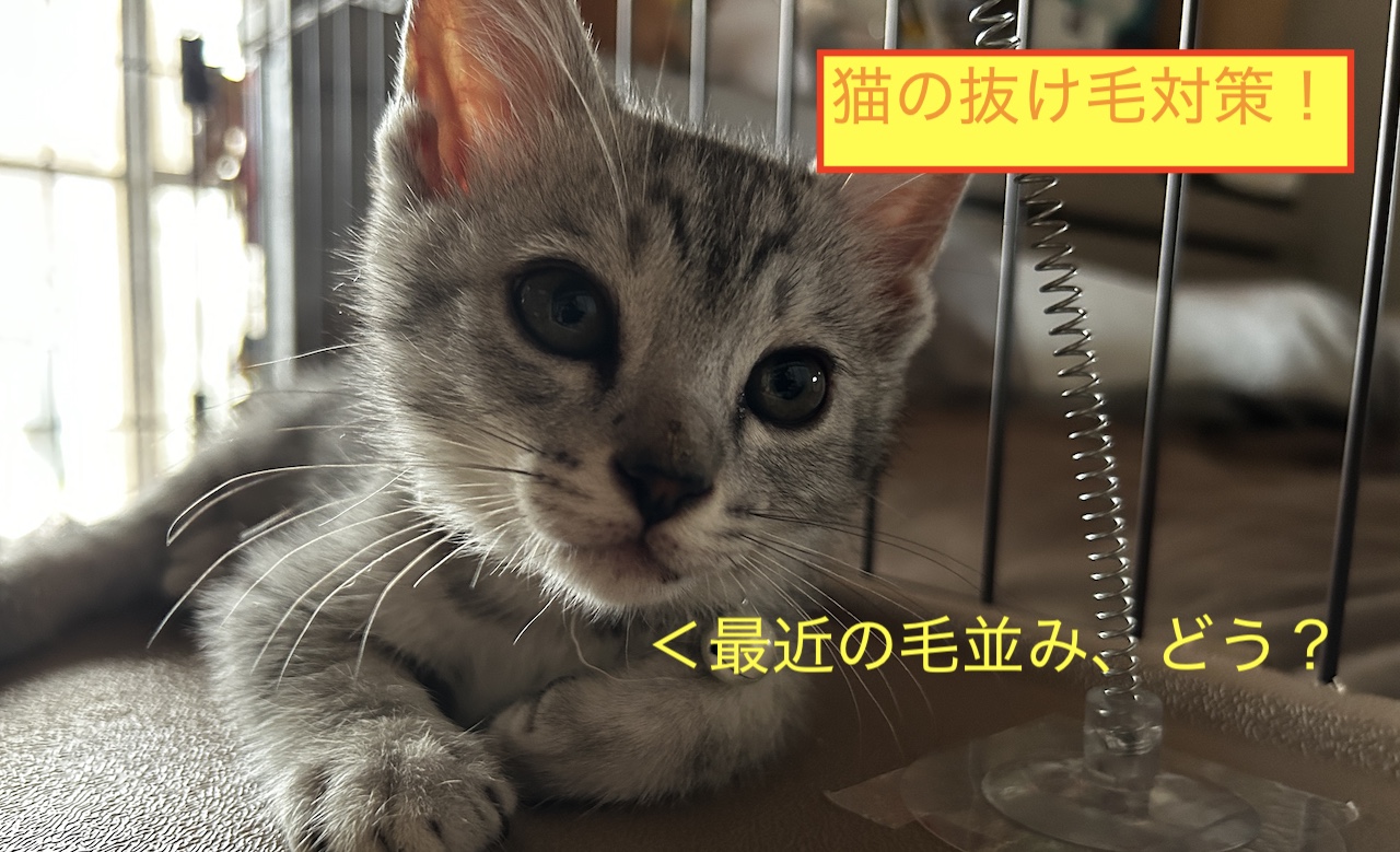 猫の抜け毛対策！のブログ記事のアイキャッチ画像です。