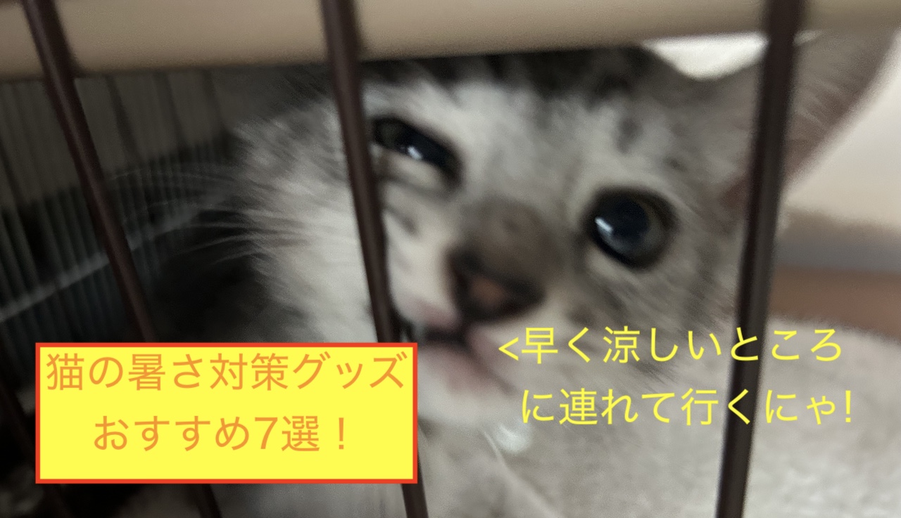猫の暑さ対策グッズおすすめ7選！のブログ記事のアイキャッチ画像です。