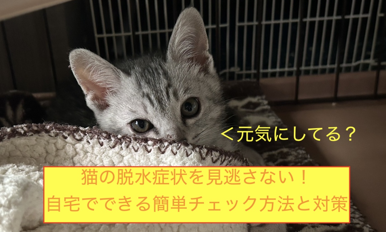 猫の脱水症状を見逃さない！自宅でできる簡単チェック方法と対策のアイキャッチ画像です！