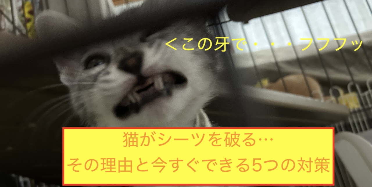 猫がシーツを破る…その理由と今すぐできる5つの対策のアイキャッチ画像です。
