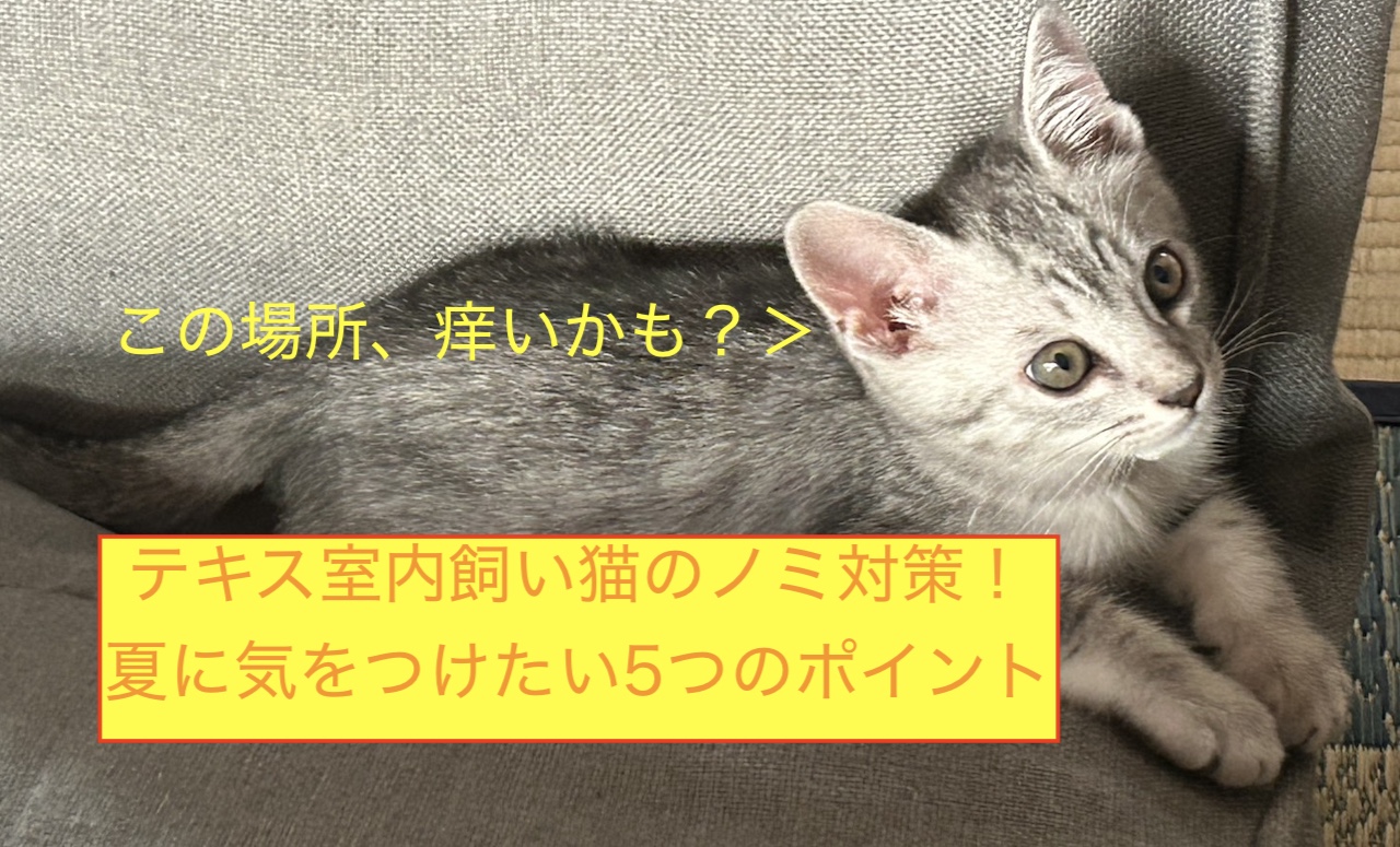 室内飼い猫のノミ対策！夏に気をつけたい5つのポイントのアイキャッチ画像です！