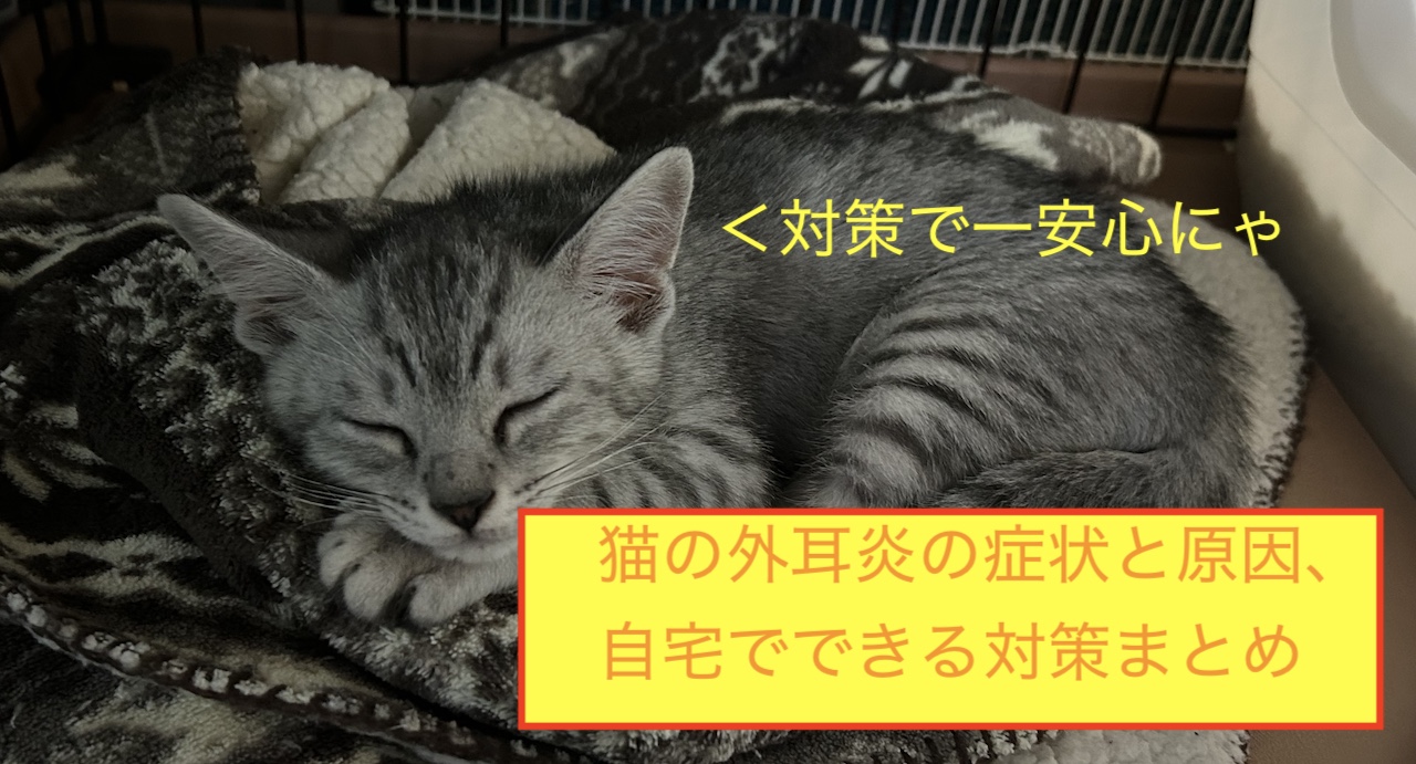 猫の外耳炎の症状と原因・自宅でできる対策まとめのアイキャッチ画像です。