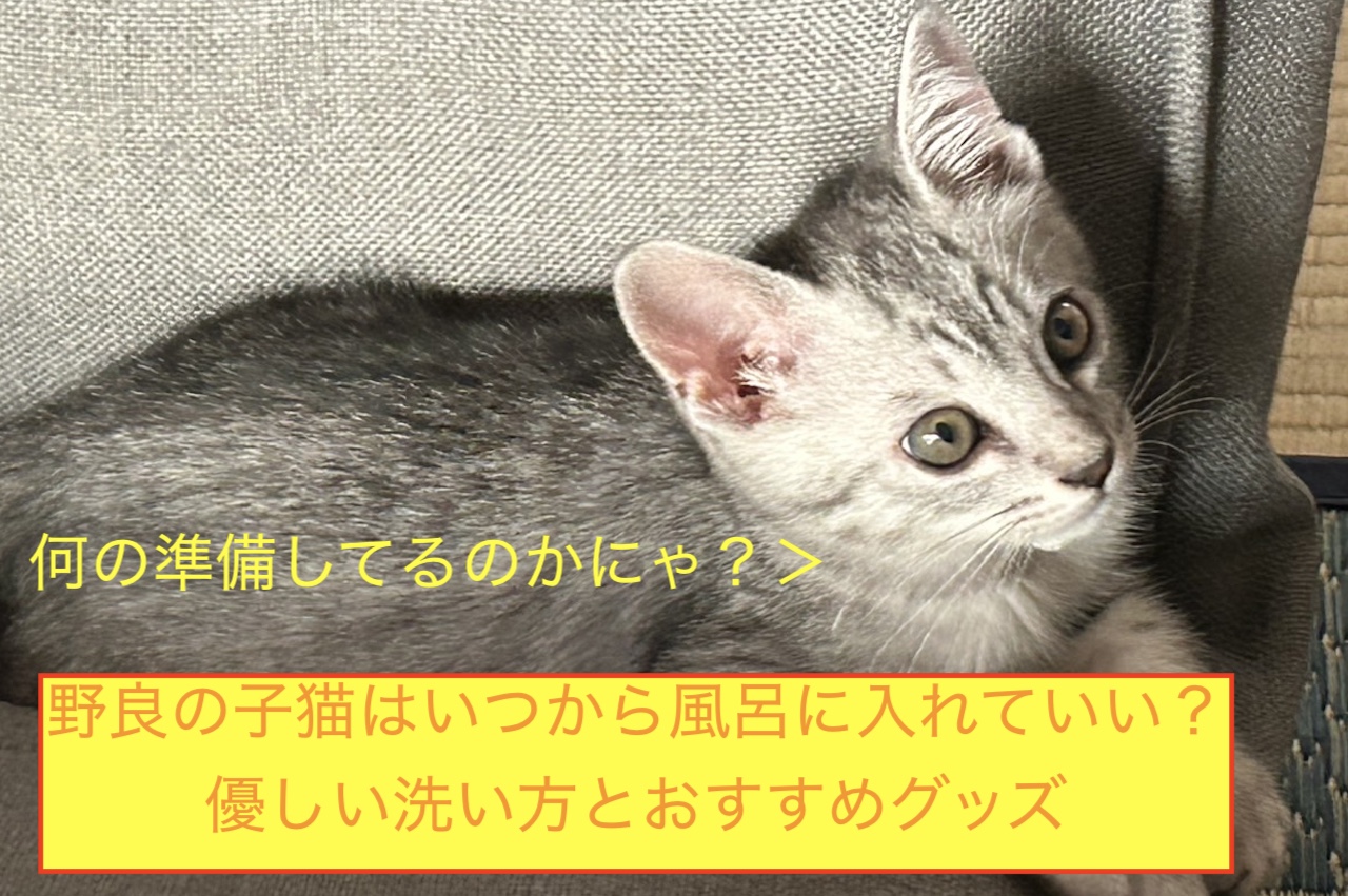 野良の子猫はいつから風呂に入れていい？優しい洗い方とおすすめグッズのアイキャッチ画像です