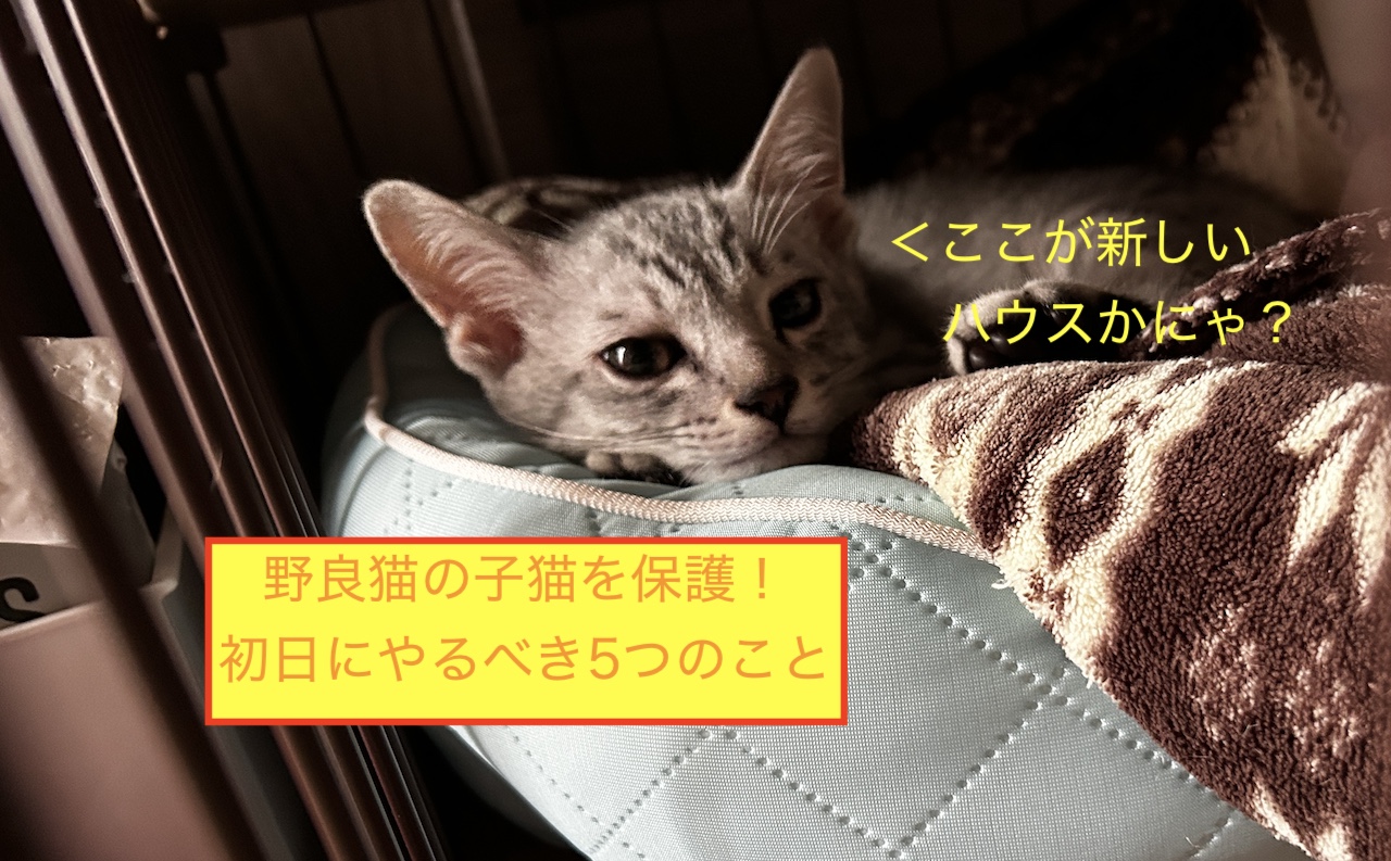 野良猫の子猫を保護！初日にやるべき5つのことのアイキャッチ画像です。