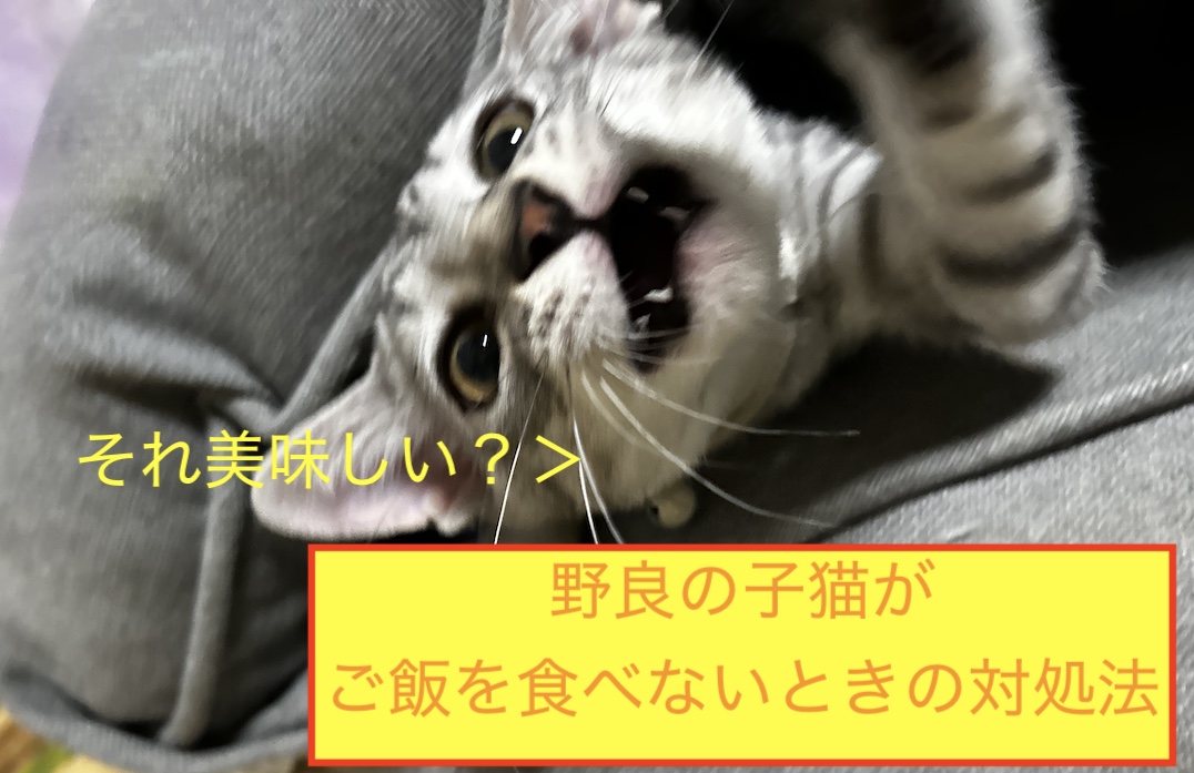 野良の子猫がご飯を食べないときの対処法のアイキャッチ画像です。