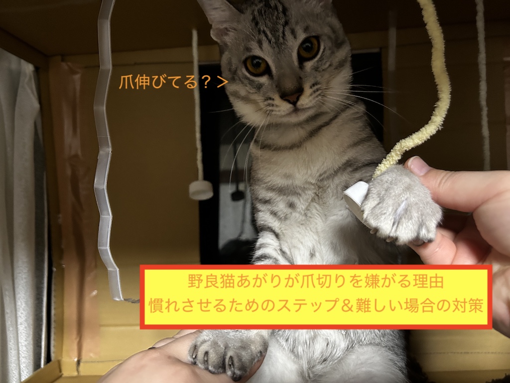 野良猫あがりが爪切りを嫌がる理由、慣れさせるためのステップ＆難しい場合の対策のアイキャッチ画像です。