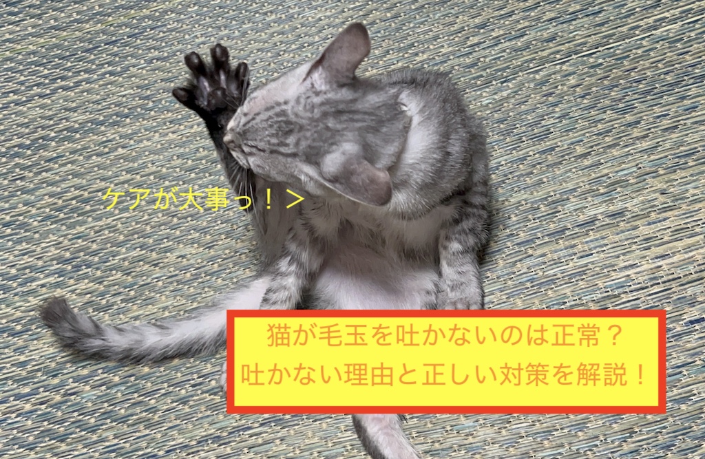 猫が毛玉を吐かないのは正常？吐かない理由と正しい対策を解説！のアイキャッチ画像です。