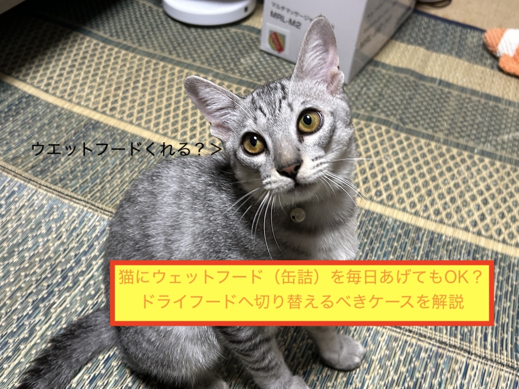 猫にウェットフード（缶詰）を毎日あげてもOK？ドライフードへ切り替えるべきケースを解説のアイキャッチ画像です。
