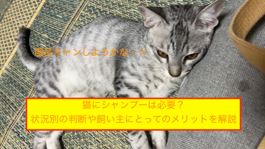 猫にシャンプーは必要？状況別の判断や飼い主にとってのメリットを解説のアイキャッチ画像です。