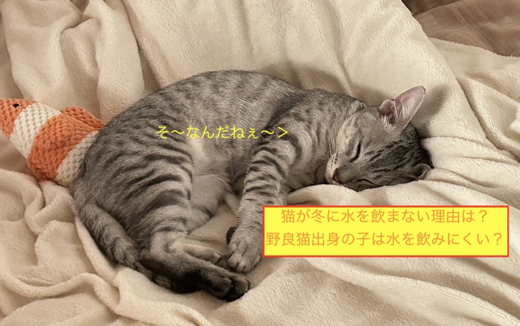 猫が冬に水を飲まない理由は？野良猫出身の子は水を飲みにくい？のアイキャッチ画像です。