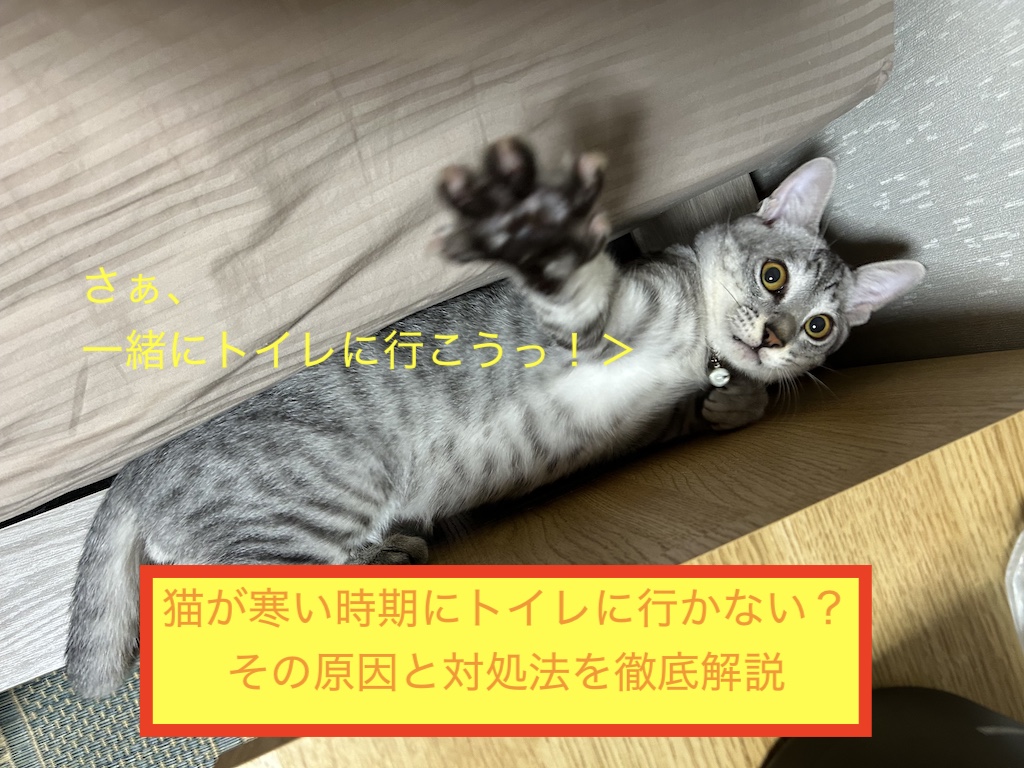 猫が寒い時期にトイレに行かない？その原因と対処法を徹底解説のアイキャッチ画像です！