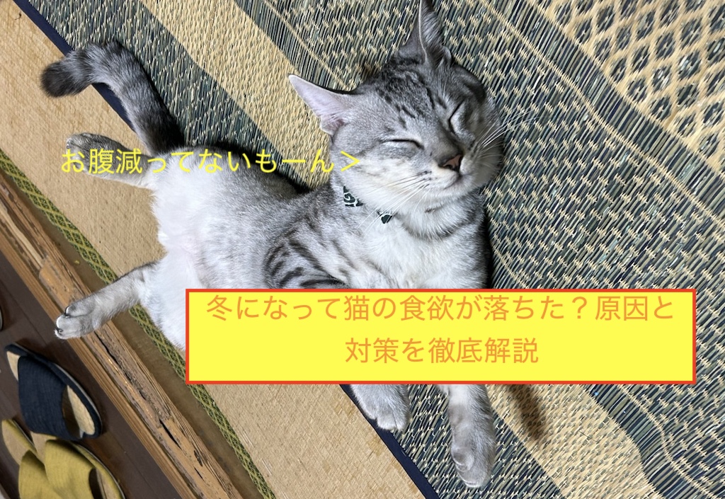 冬になって猫の食欲が落ちた？原因と対策を徹底解説のアイキャッチ画像です。