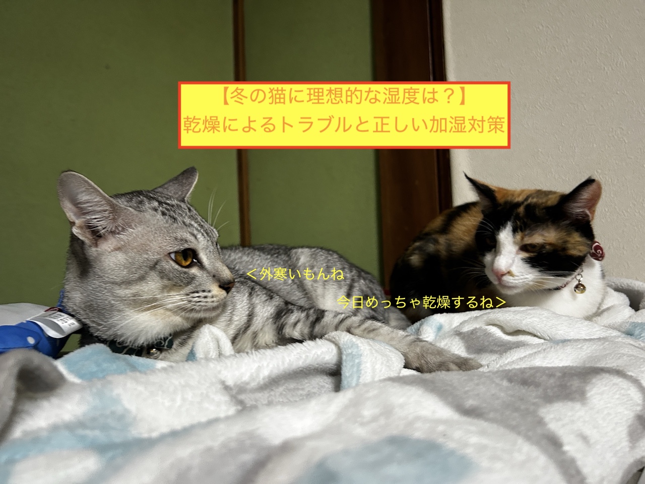 【冬の猫に理想的な湿度は？】乾燥によるトラブルと正しい加湿対策のアイキャッチ画像です。