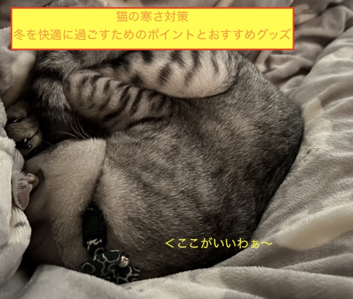 猫の寒さ対策｜冬を快適に過ごすためのポイントとおすすめグッズのアイキャッチ画像です。