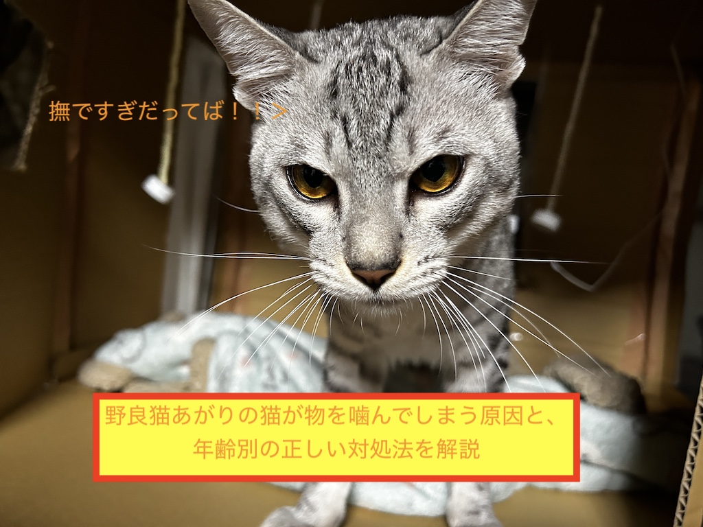 野良猫あがりの猫が物を噛んでしまう原因と、年齢別の正しい対処法を解説のアイキャッチ画像です。