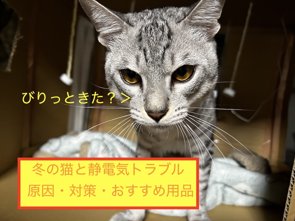 冬の猫と静電気トラブル ― 原因・対策・おすすめ用品のアイキャッチ画像です