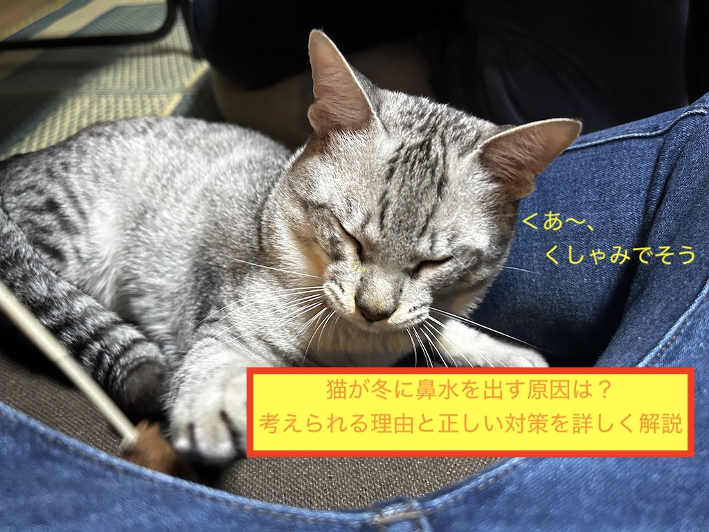 猫が冬に鼻水を出す原因は？考えられる理由と正しい対策を詳しく解説のアイキャッチ画像です。