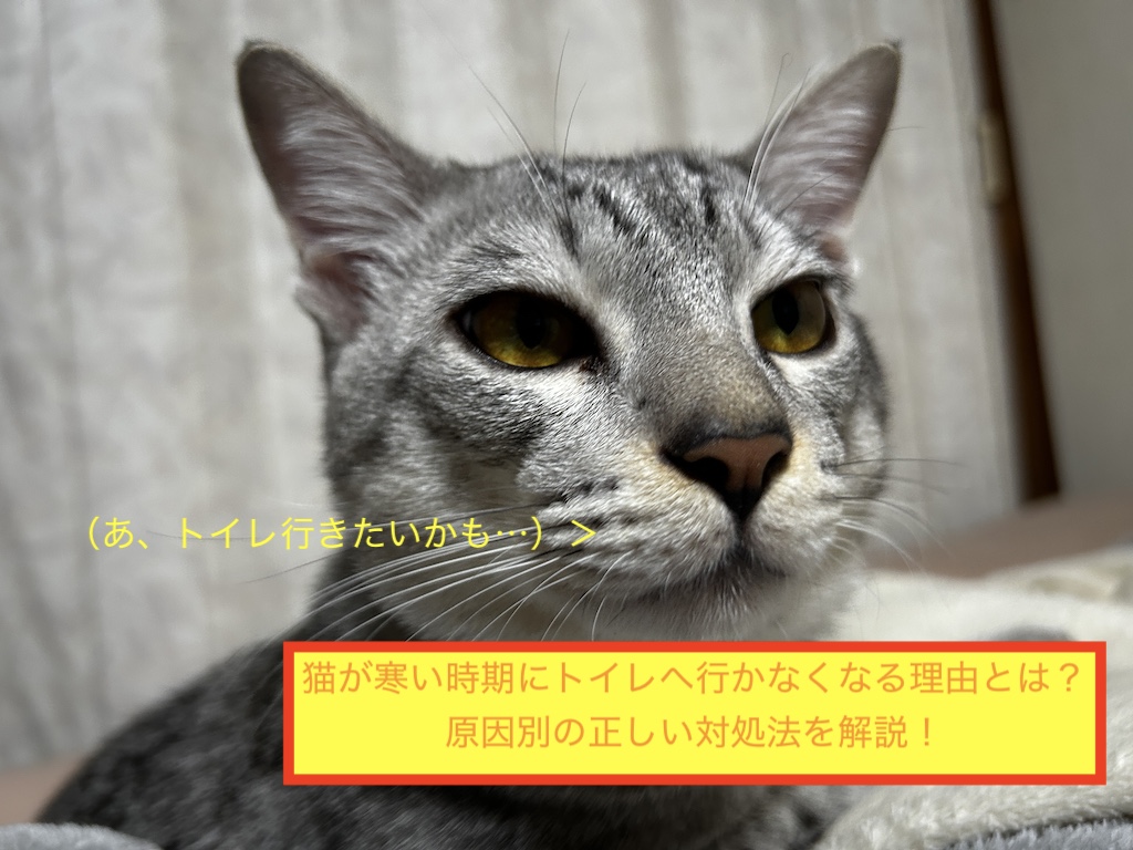 猫が寒い時期にトイレへ行かなくなる理由とは？原因別の正しい対処法を解説！のアイキャッチ画像です。