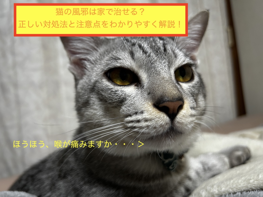 猫の風邪は家で治せる？正しい対処法と注意点をわかりやすく解説！のアイキャッチ画像です。
