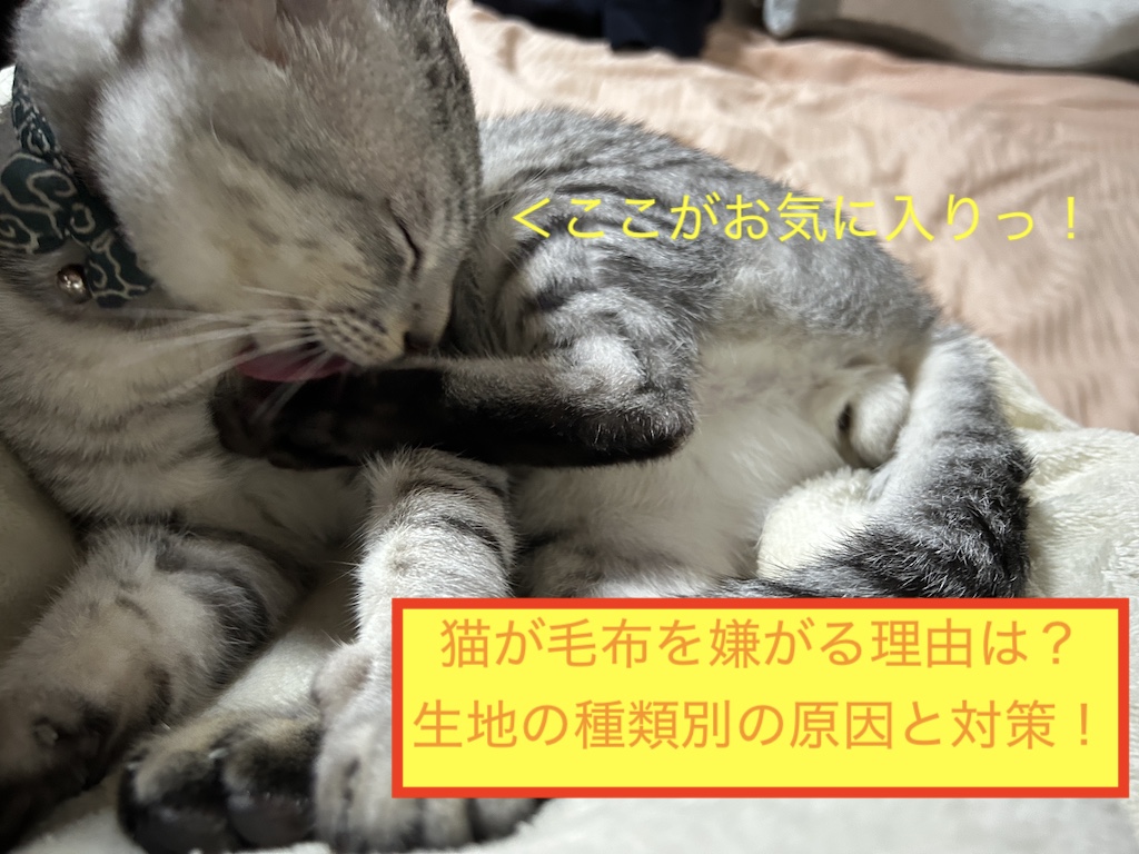 猫が毛布を嫌がる理由は？生地の種類別の原因と対策！のアイキャッチ画像です。