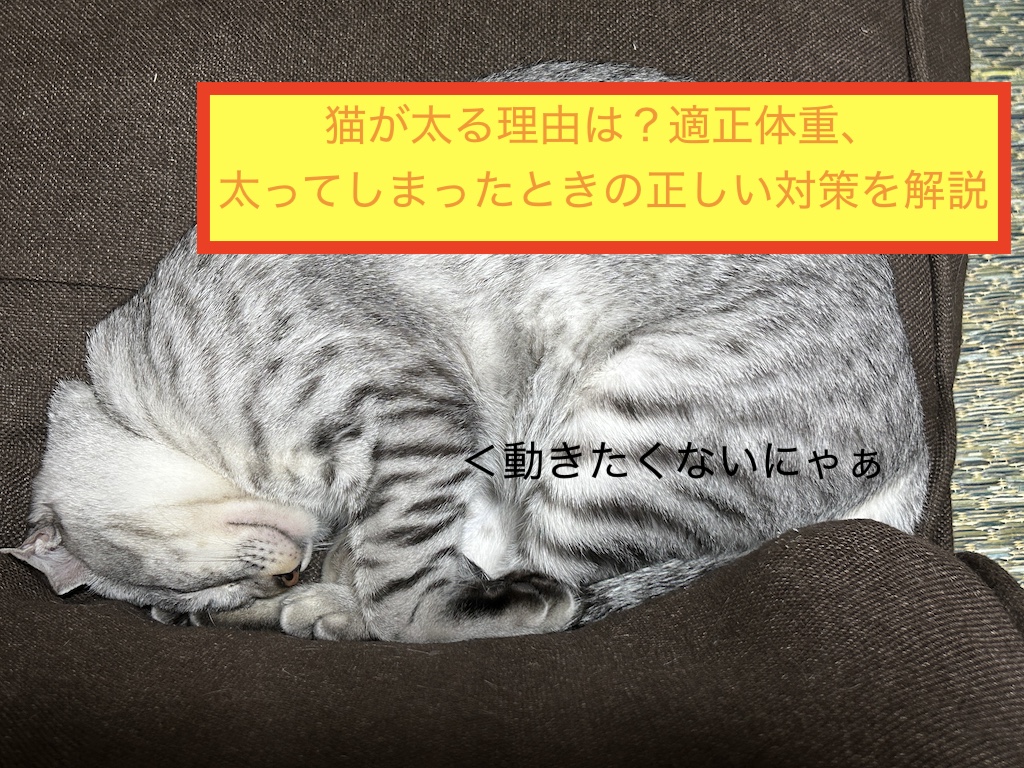 猫が太る理由は？適正体重、太ってしまったときの正しい対策を解説のアイキャッチ画像です。