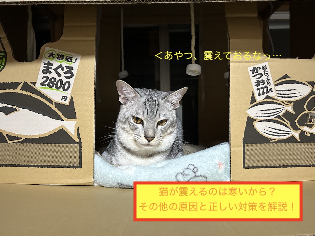 猫が震えるのは寒いから？その他の原因と正しい対策を解説！のアイキャッチ画像です。