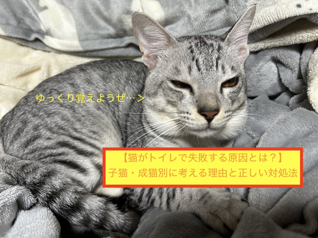 【猫がトイレで失敗する原因とは？】子猫・成猫別に考える理由と正しい対処法のアイキャッチ画像です。