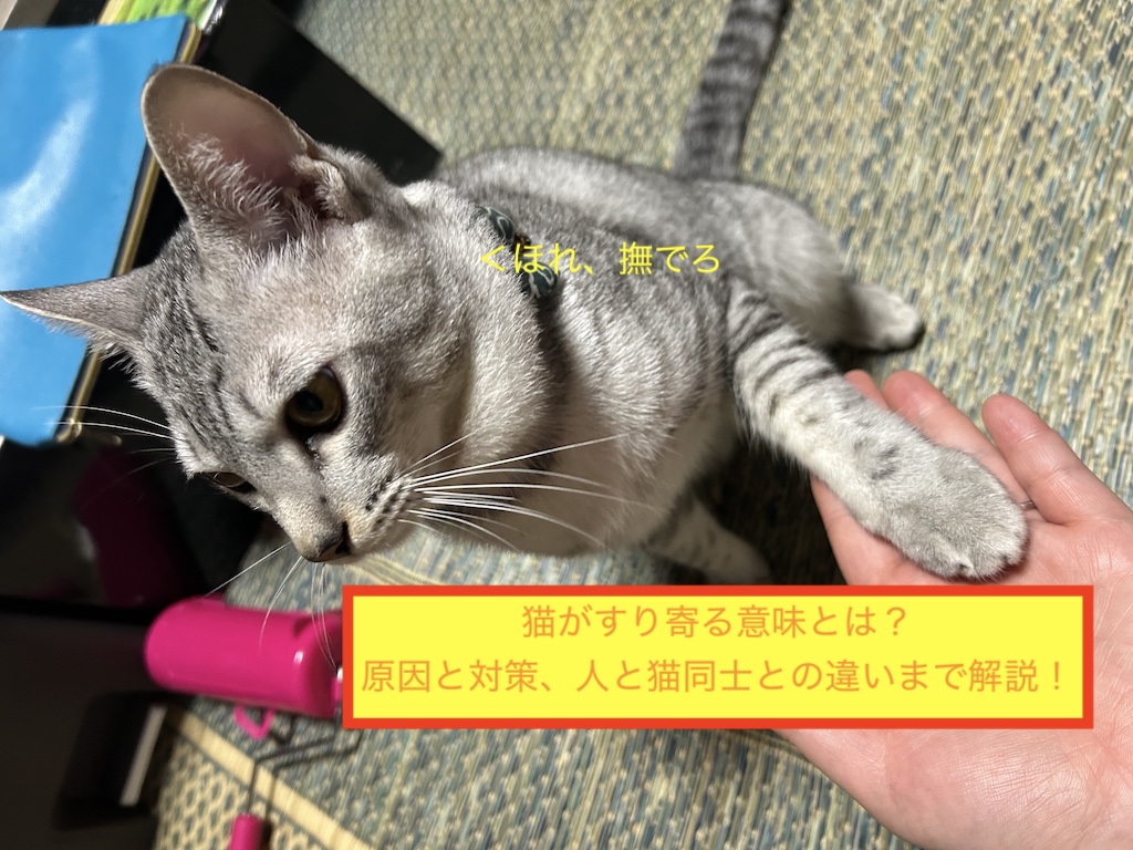 猫がすり寄る意味とは？原因と対策、人と猫同士との違いまで解説！のアイキャッチ画像です。