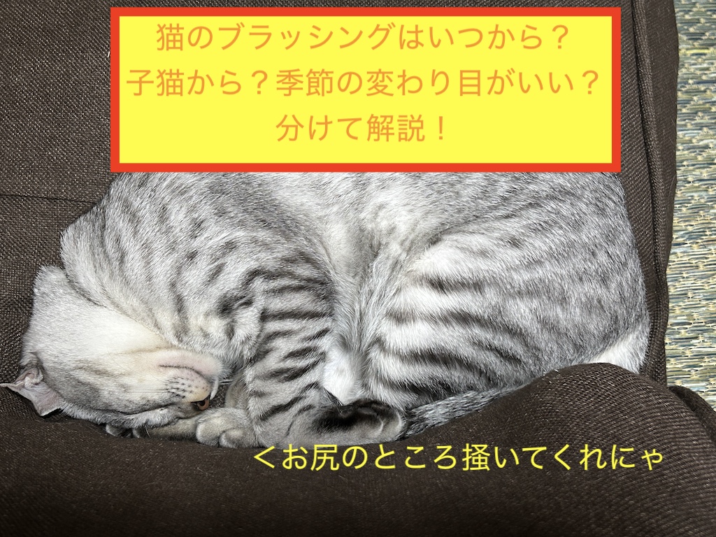 猫のブラッシングはいつから？子猫から？季節の変わり目がいい？を分けて解説！のアイキャッチ画像です。