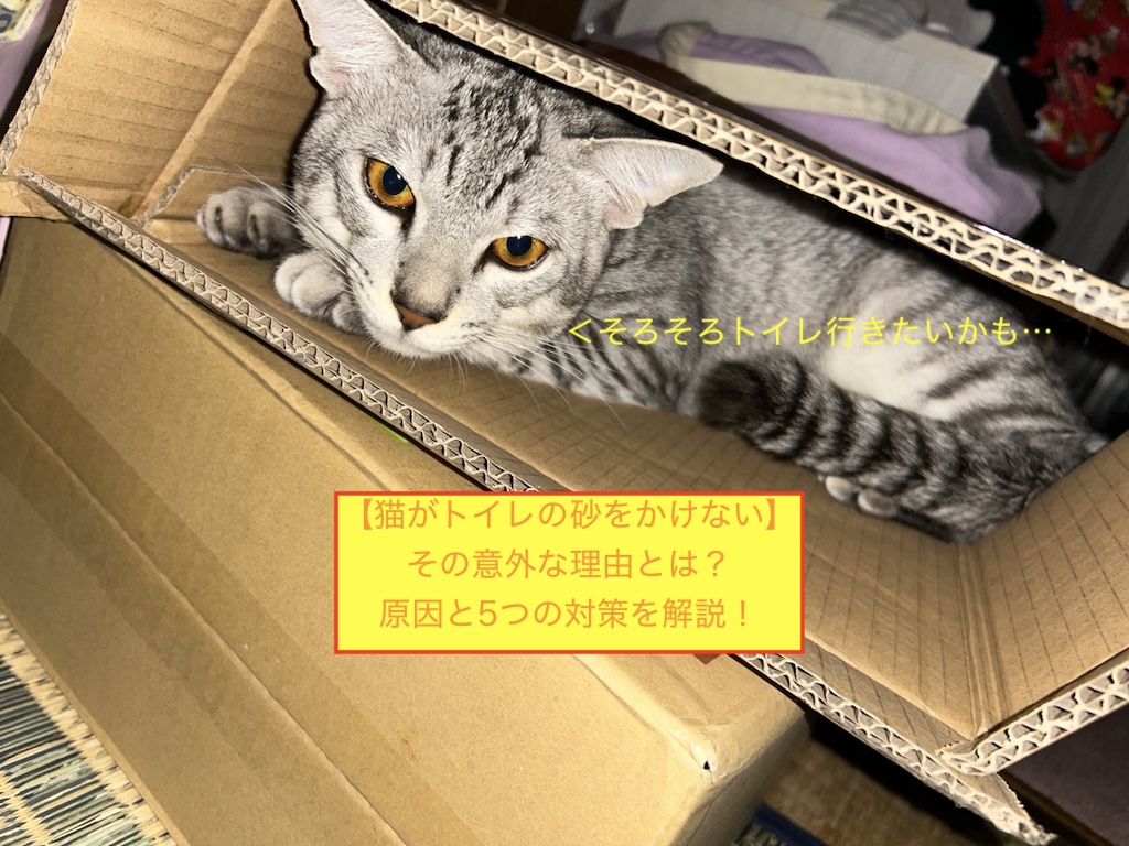 【猫がトイレの砂をかけない】その意外な理由とは？原因と5つの対策を解説！のアイキャッチ画像です。