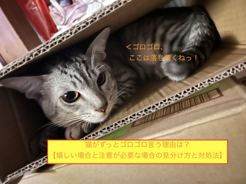 猫がずっとゴロゴロ言う理由は？【嬉しい場合と注意が必要な場合の見分け方と対処法】のアイキャッチ画像です。