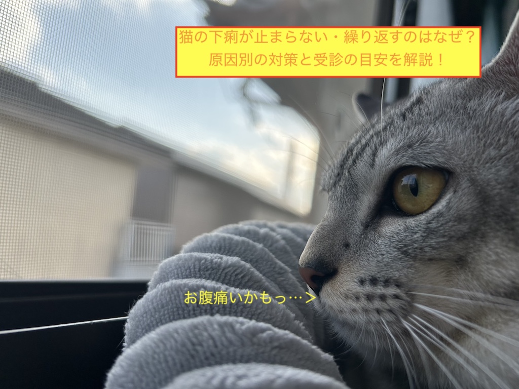 猫の下痢が止まらない・繰り返すのはなぜ？原因別の対策と受診の目安を解説！のアイキャッチ画像です。