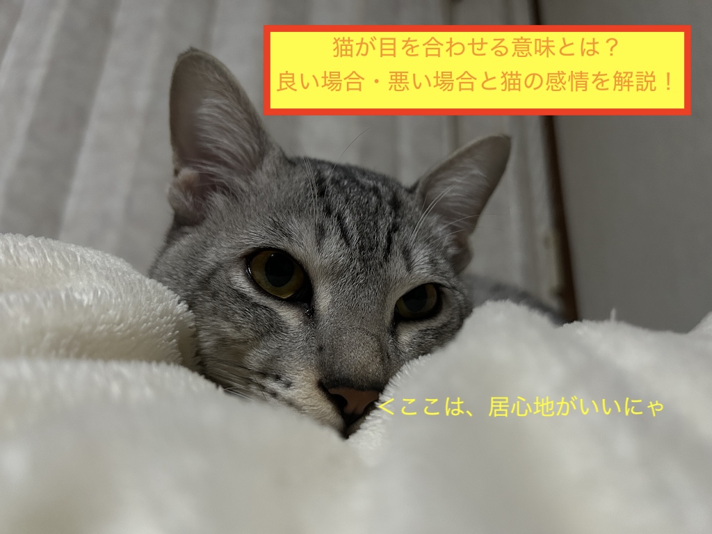 猫が目を合わせる意味とは？良い場合・悪い場合と猫の感情を解説！のアイキャッチ画像です。