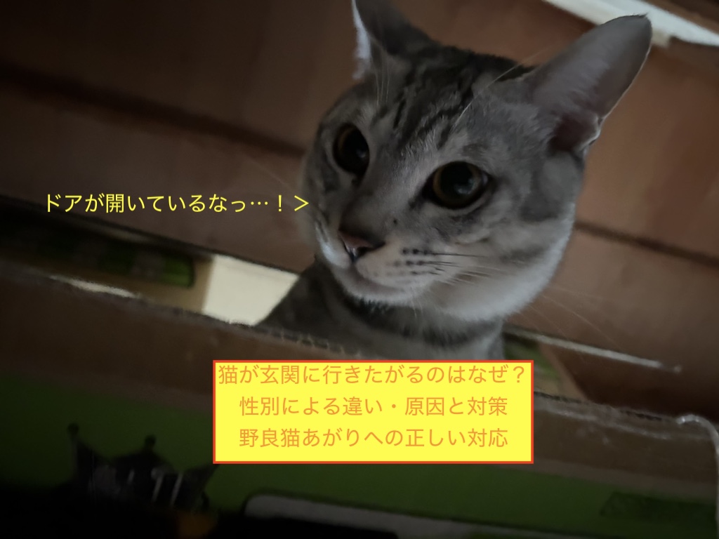 猫が玄関に行きたがるのはなぜ？性別による違い・原因と対策、野良猫あがりへの正しい対応のアイキャッチ画像です。