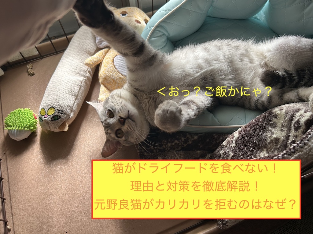 猫がドライフードを食べない！理由と対策を徹底解説｜元野良猫がカリカリを拒むのはなぜ？のアイキャッチ画像です。