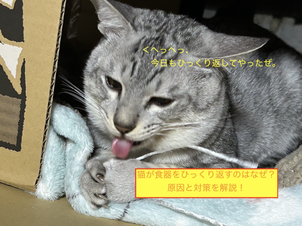 猫が食器をひっくり返すのはなぜ？原因と対策を解説！のアイキャッチ画像です。