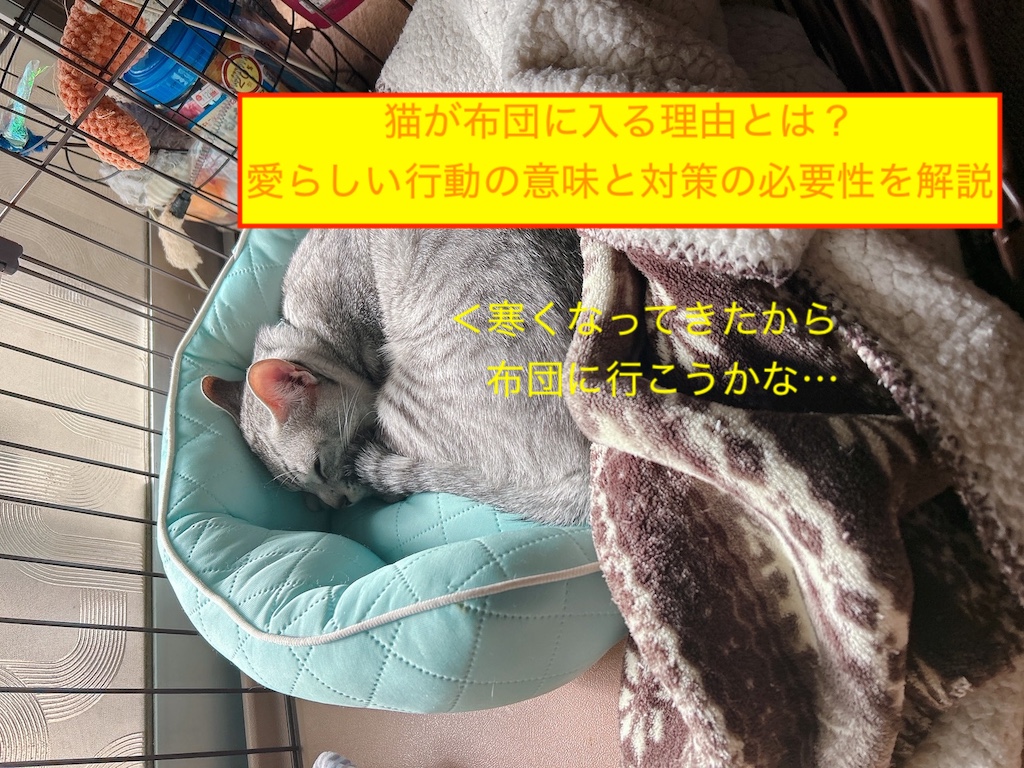 猫が布団に入る理由とは？愛らしい行動の意味と対策の必要性を解説のアイキャッチ画像です。